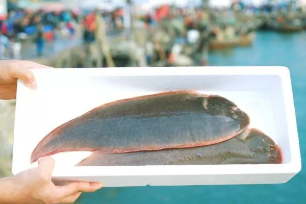 龙利鱼是不是巴沙鱼,二者并非是同一个品种