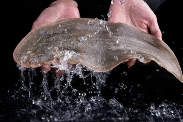 龙利鱼是不是巴沙鱼,二者并非是同一个品种