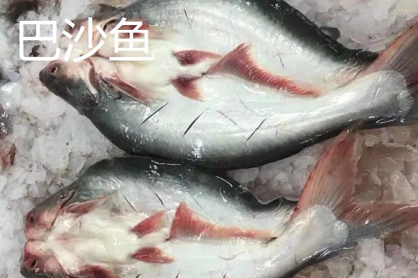 龙利鱼是不是巴沙鱼,二者并非是同一个品种