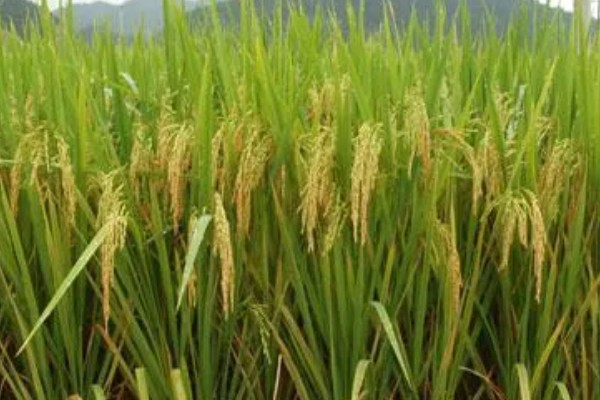 超级水稻的培育时间，在1996年