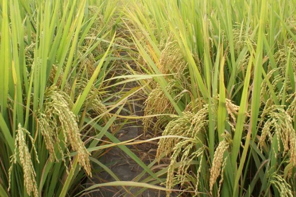 超级水稻的培育时间，在1996年