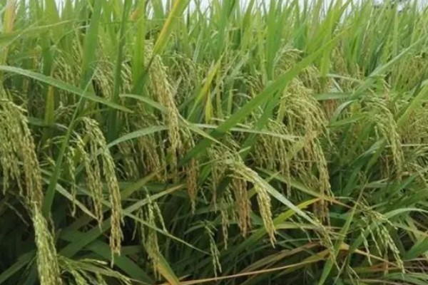 超级水稻的培育时间，在1996年