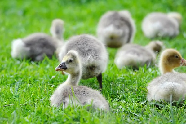 小鹅多大就不怕冷了，出生2个月后就不怕冷了