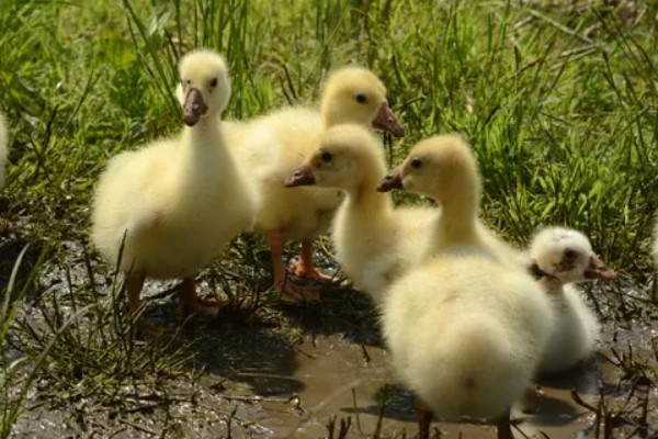 小鹅多大就不怕冷了，出生2个月后就不怕冷了