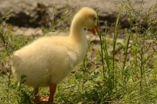 小鹅多大就不怕冷了，出生2个月后就不怕冷了