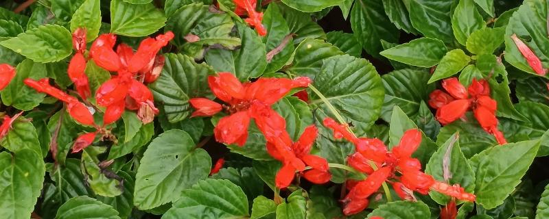 一串红种子怎么选种，挑选无病虫害的饱满种子