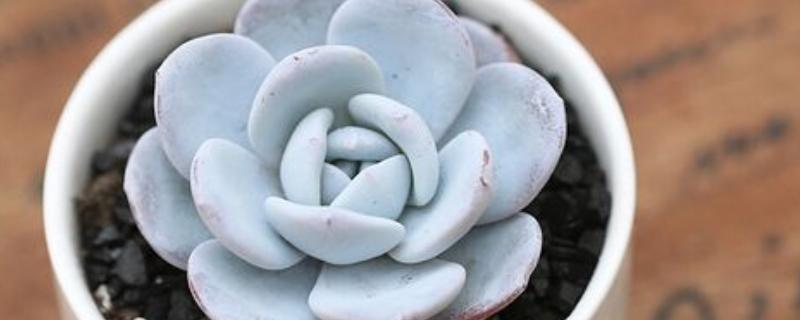 多肉雪莲的养殖方法，把养殖环境的温度保持在20-30℃