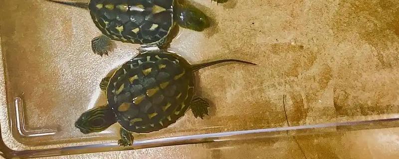 珍珠龟不吃东西的原因，可能是水温过低所致