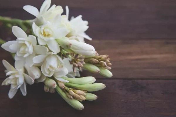 晚香玉的花语，寓意安详美好、危险的快乐等