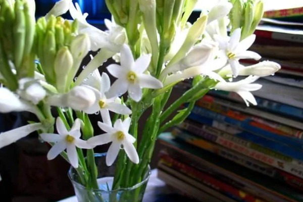 晚香玉的花语，寓意安详美好、危险的快乐等