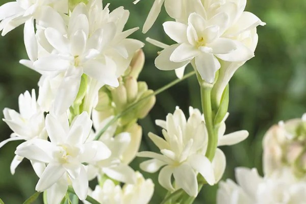 晚香玉的花语，寓意安详美好、危险的快乐等