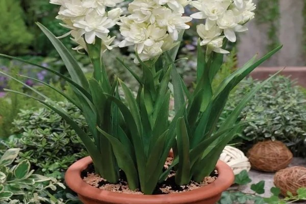 晚香玉的花语，寓意安详美好、危险的快乐等