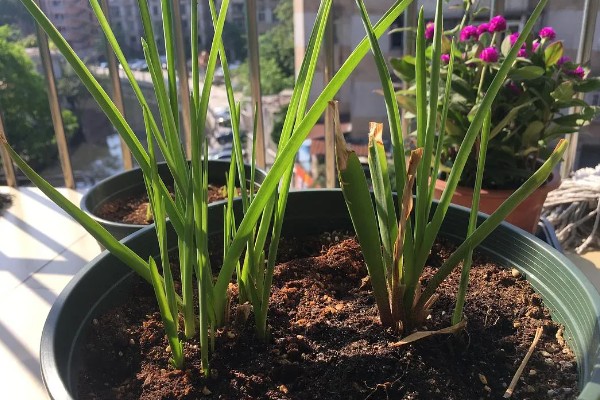 晚香玉的花语，寓意安详美好、危险的快乐等