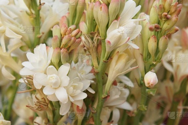 晚香玉的花语，寓意安详美好、危险的快乐等