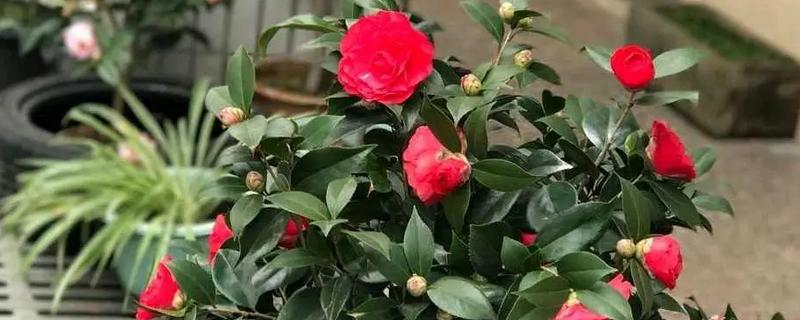 秋天怎样修剪茶花，残花需要及时修剪