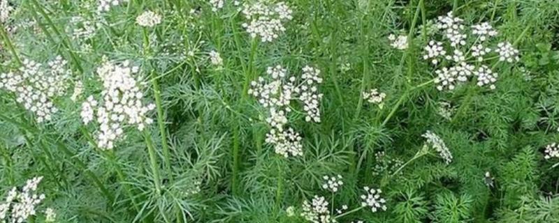 孜然是哪种植物的种子，是孜然芹的种子