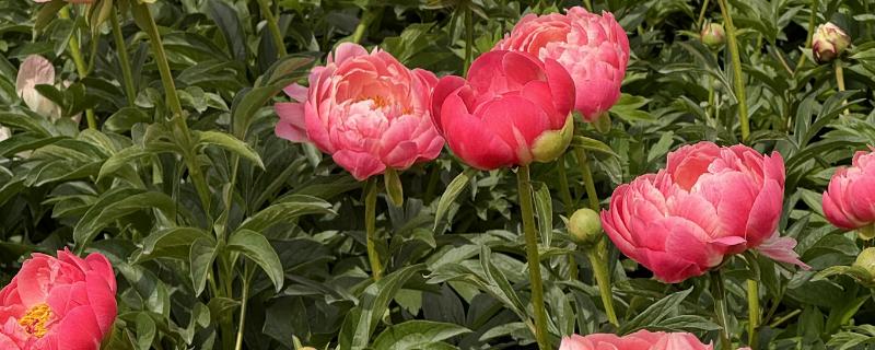 芍药能不能暴晒，受到暴晒容易被灼伤
