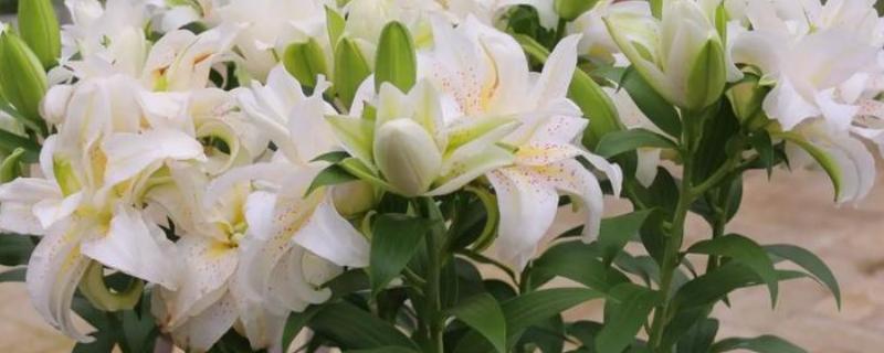 百合花有什么花语，具有纯真纯洁、高雅神圣等含义