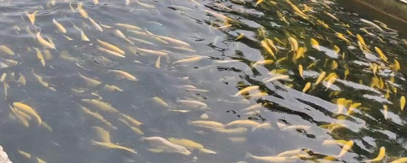 虹鳟鱼疾病防治方法，发生水霉病可涂抹孔雀石绿软膏并换水消毒