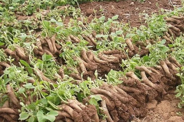 葛根的种植前景,种植前景还是很不错的