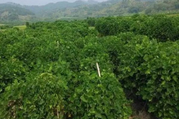 葛根的种植前景,种植前景还是很不错的