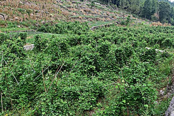葛根的种植前景,种植前景还是很不错的