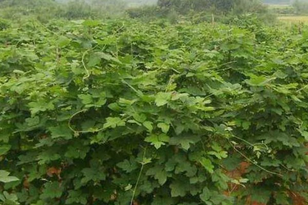 葛根的种植前景,种植前景还是很不错的