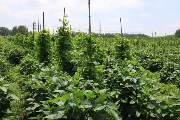 葛根的种植前景,种植前景还是很不错的