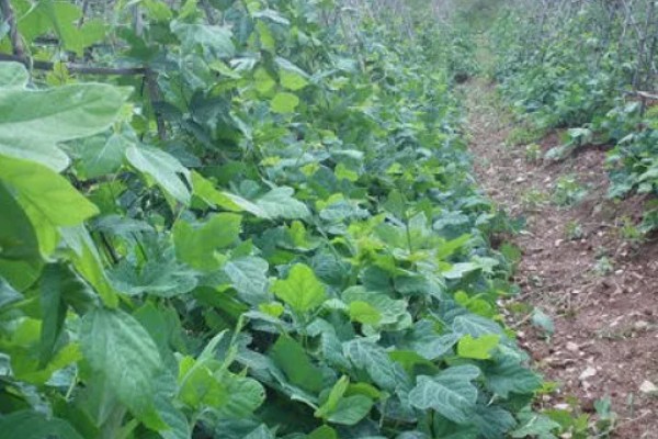 葛根的种植前景,种植前景还是很不错的