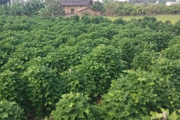 葛根的种植前景,种植前景还是很不错的