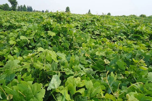 葛根的种植前景,种植前景还是很不错的