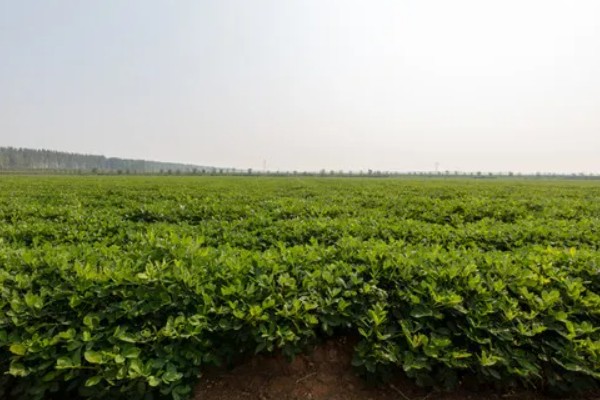 节水抗旱的栽培措施,常见的有增施有机肥、深耕深松等