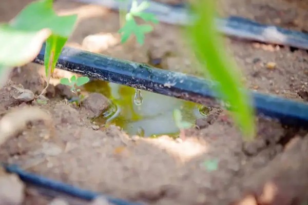 节水抗旱的栽培措施,常见的有增施有机肥、深耕深松等