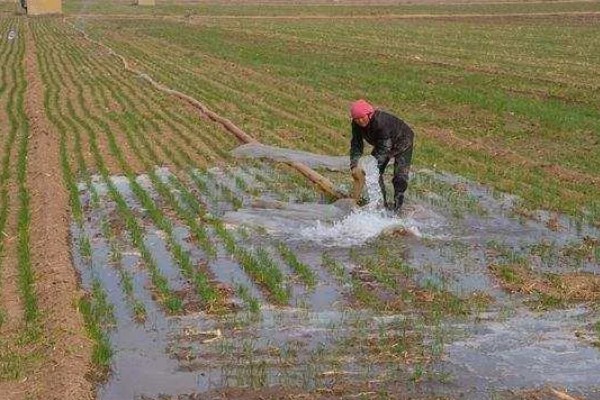 节水抗旱的栽培措施,常见的有增施有机肥、深耕深松等