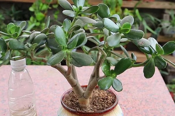 玉树有多少个品种，玉树有十多个品种