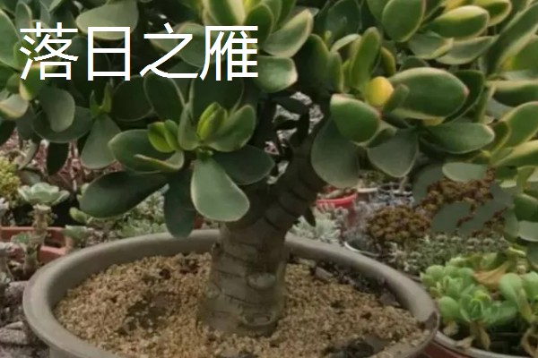 玉树有多少个品种，玉树有十多个品种