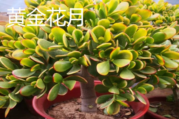 玉树有多少个品种，玉树有十多个品种