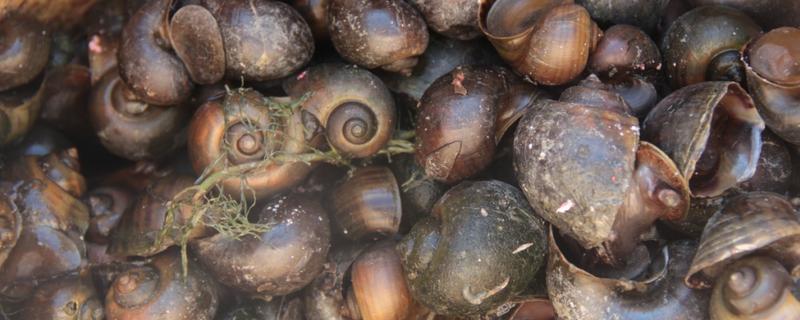 福寿螺简介，属于外来物种