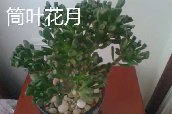 玉树有多少个品种，玉树有十多个品种