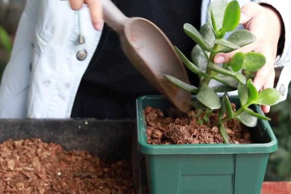 玉树有多少个品种，玉树有十多个品种