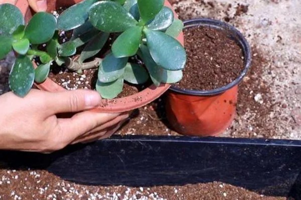 玉树有多少个品种，玉树有十多个品种