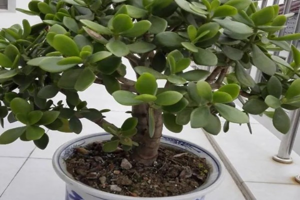 玉树有多少个品种，玉树有十多个品种