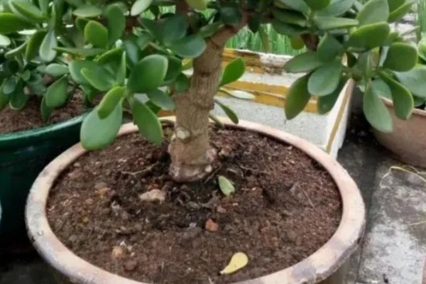 玉树有多少个品种，玉树有十多个品种