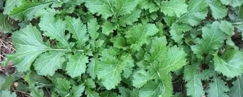 腊菜什么时候种植，秋腊菜在7月份栽培