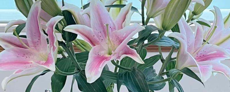 香水百合的种植方法，种植时间在8-9月