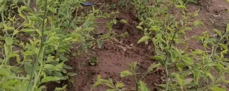 正宗的冬枣树苗哪里有，山东一带非常多