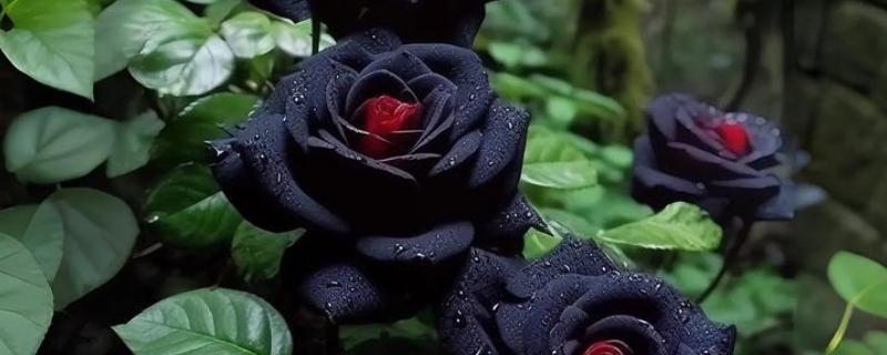 黑玫瑰的花语，寓意神秘独特、独一无二等