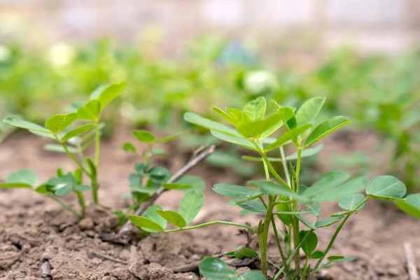 花生幼苗期如何管理,幼苗期每日日照时数为8-10小时