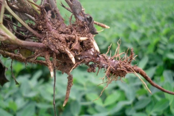 花生幼苗期如何管理,幼苗期每日日照时数为8-10小时