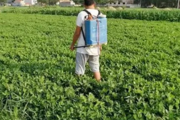 花生幼苗期如何管理,幼苗期每日日照时数为8-10小时